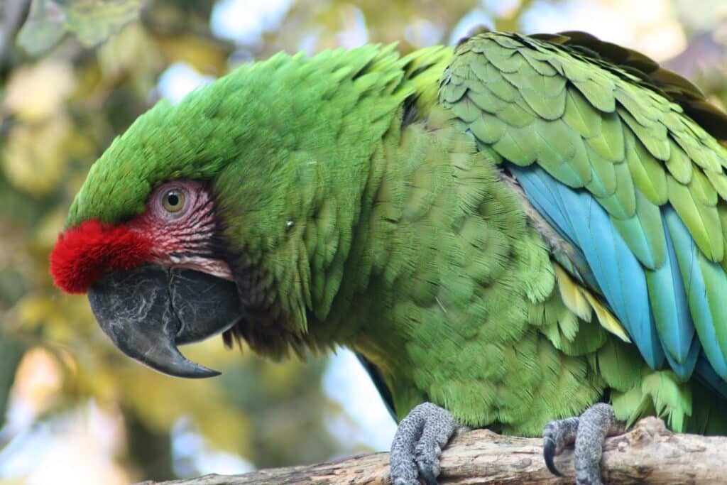 Tropical Birdland in Leicester is a great day out